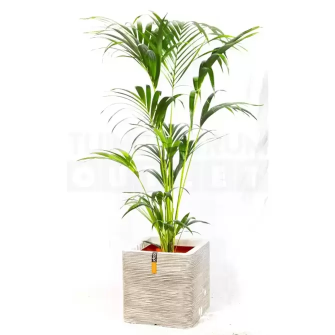 Pot vierkant Rib NL 40 ivoor + Howea forsteriana ± 155 cm - afbeelding 1