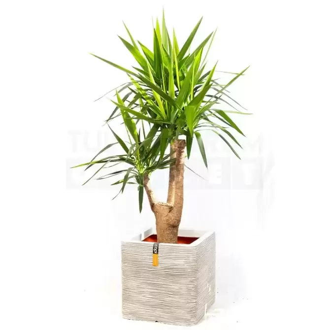 Pot vierkant Rib NL 40 ivoor + Yucca ± 140 cm - afbeelding 1