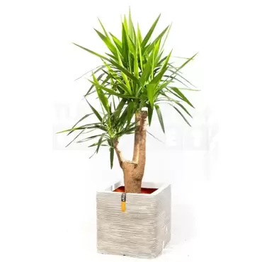 Pot vierkant Rib NL 40 ivoor + Yucca ± 140 cm - afbeelding 2