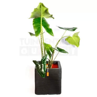 Pot vierkant Rib NL 40 zwart + Alocasia Zebrina ± 110cm