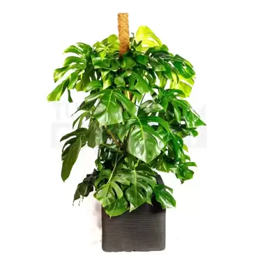 Pot vierkant Rib NL 40 zwart + Monstera met mosstok ± 165 cm