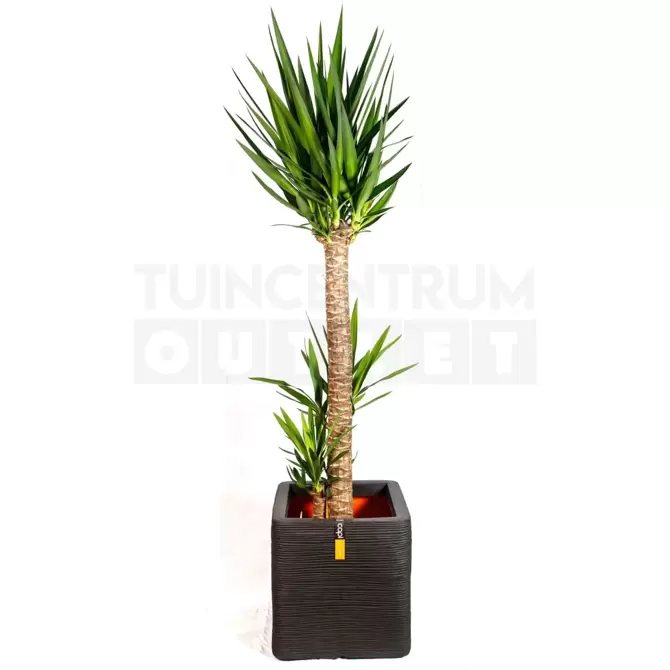 Pot vierkant Rib NL 40 zwart + Yucca ± 140 cm 