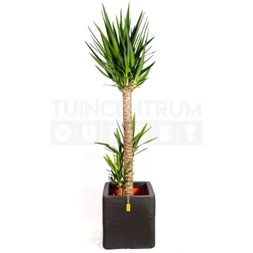 Pot vierkant Rib NL 40 zwart + Yucca ± 140 cm