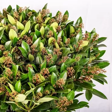 Pot vierkant Rib NL 40x40x40 antraciet + skimmia - afbeelding 2