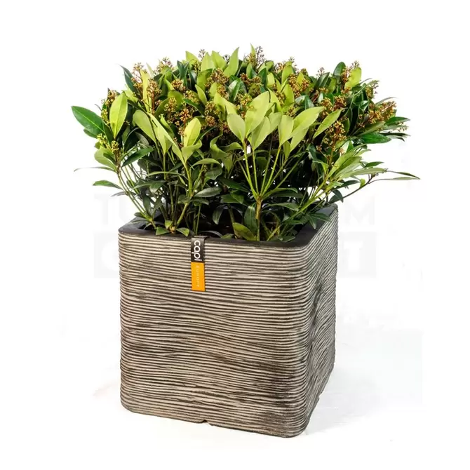 Pot vierkant Rib NL 40x40x40 antraciet + skimmia - afbeelding 1