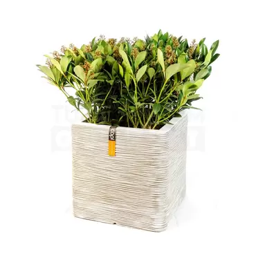 Pot vierkant Rib NL 40x40x40 ivoor + skimmia - afbeelding 1