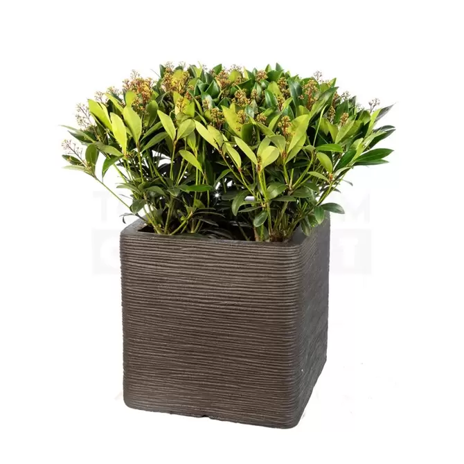 Pot vierkant Rib NL 40x40x40 zwart + skimmia - afbeelding 1