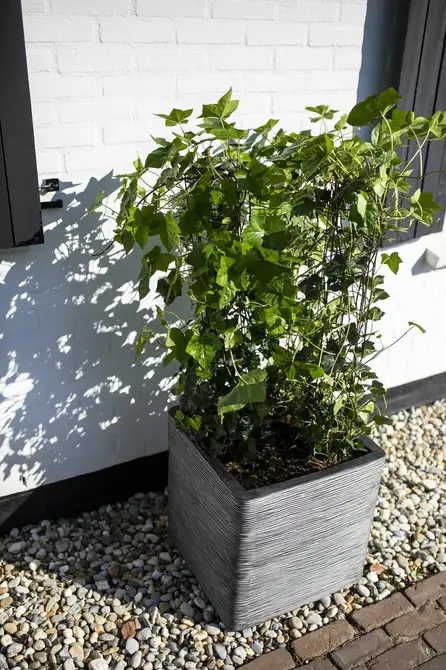 Planter square Rib NL 50x50x50 anthracite sfeerbeeld, Capi Europe, tuincentrumoutlet