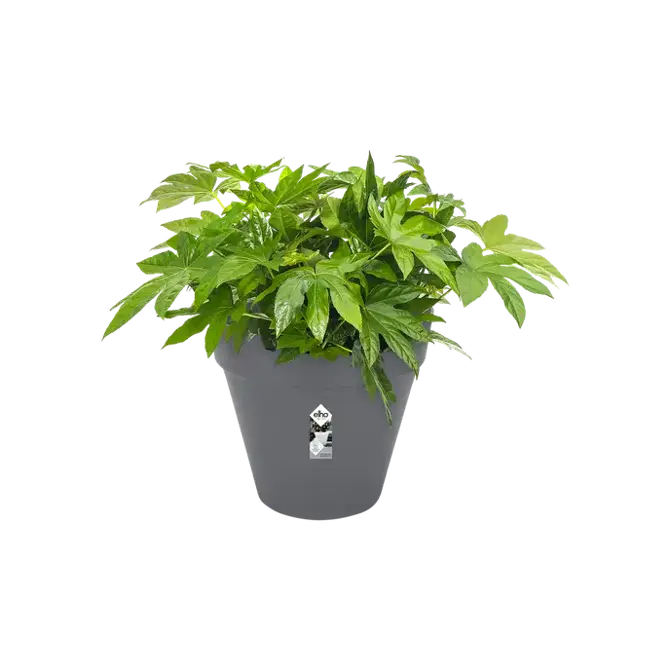 loft urban rond wielen 50cm antraciet potplant, Elho, tuincentrumoutlet