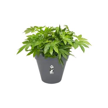 loft urban rond wielen 50cm antraciet potplant, Elho, tuincentrumoutlet