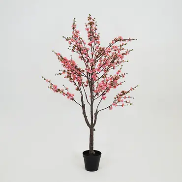 Prunusplant 100x100x180cm rz, Decostar, Tuincentrumoutlet.com