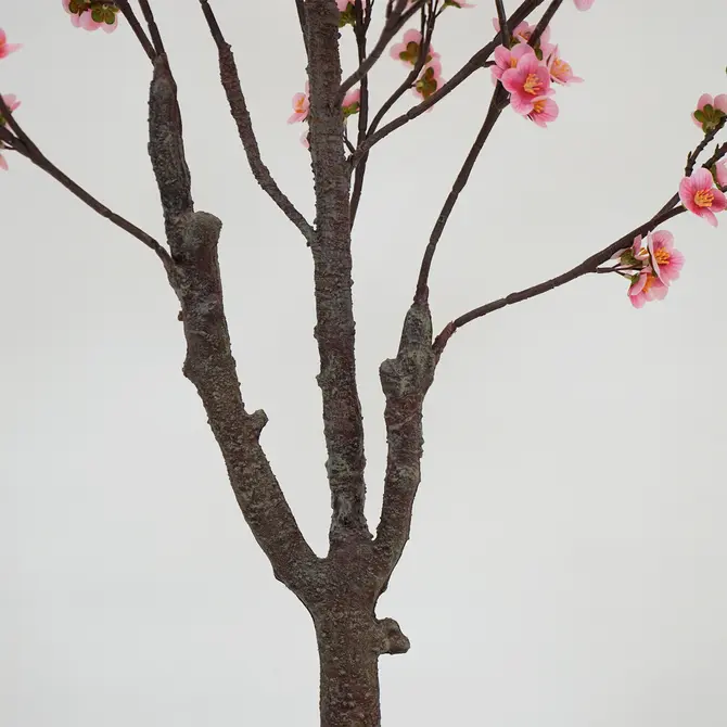 Prunusplant 100x100x180cm rz stam, Decostar, Tuincentrumoutlet.com