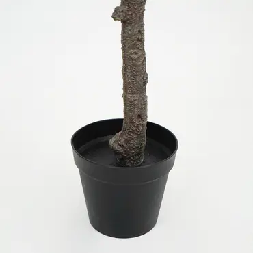 Prunusplant 100x100x180cm rz pot, Decostar, Tuincentrumoutlet.com