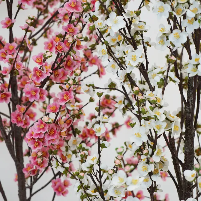 Prunusplant 100x100x180cm rz sfeervol, Decostar, Tuincentrumoutlet.com