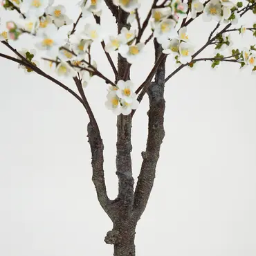 Prunusplant 100x100x180cm wt stam, Decostar, Tuincentrumoutlet.com