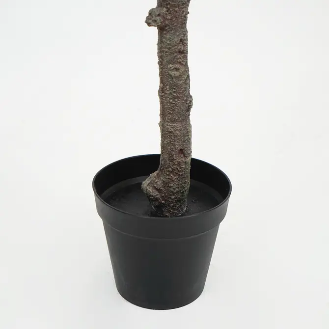 Prunusplant 100x100x180cm wt pot, Decostar, Tuincentrumoutlet.com