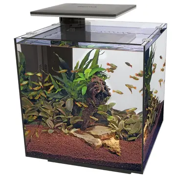 Qubiq 60 pro zwart, Superfish, tuincentrumoutlet