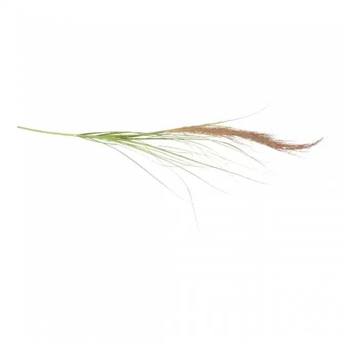 Riet 1-bloem h142cm www.tuincentrumoutlet.com