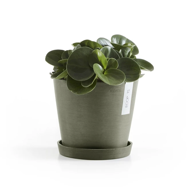 Saucer Round 16 Kaki plant, Ecopots, Tuincentrumoutlet.com
