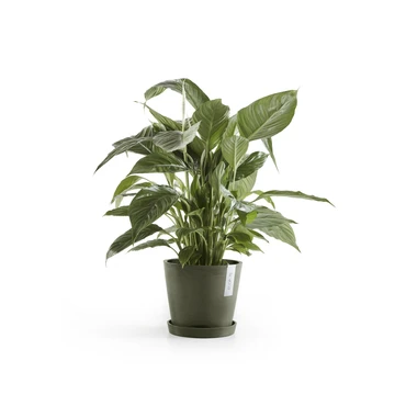 Saucer Round 18 Kaki plant, Ecopots, Tuincentrumoutlet.com