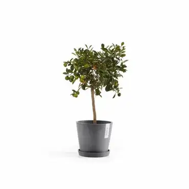 Saucer Round 20 N Grijs sfeer, Ecopots, Tuincentrumoutlet.com