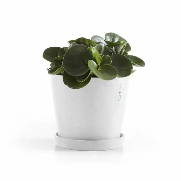 Saucer Round 20 N Wit sfeer, Ecopots, Tuincentrumoutlet,com