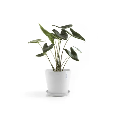 Saucer Round 40 Wit plant, Ecopots, Tuincentrumoutlet.com
