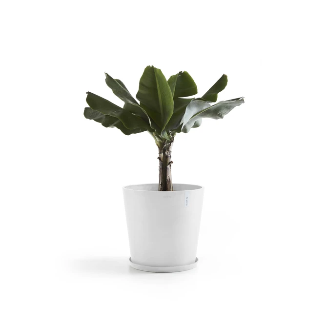 Saucer Round 50 Wit plant, Ecopots, Tuincentrumoutlet.com
