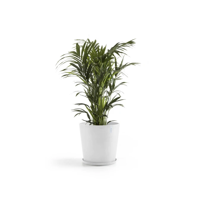 Saucer Round 60 Wit plant, Ecopots, Tuincentrumoutlet.com