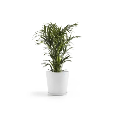 Saucer Round 60 Wit plant, Ecopots, Tuincentrumoutlet.com