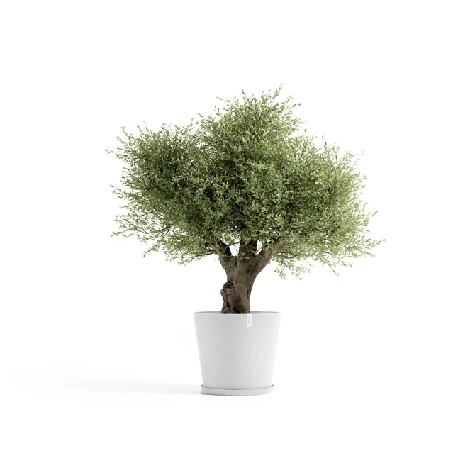 Saucer Round 70 Wit plant, Ecopots, Tuincentrumoutlet.com