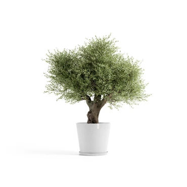 Saucer Round 70 Wit plant, Ecopots, Tuincentrumoutlet.com