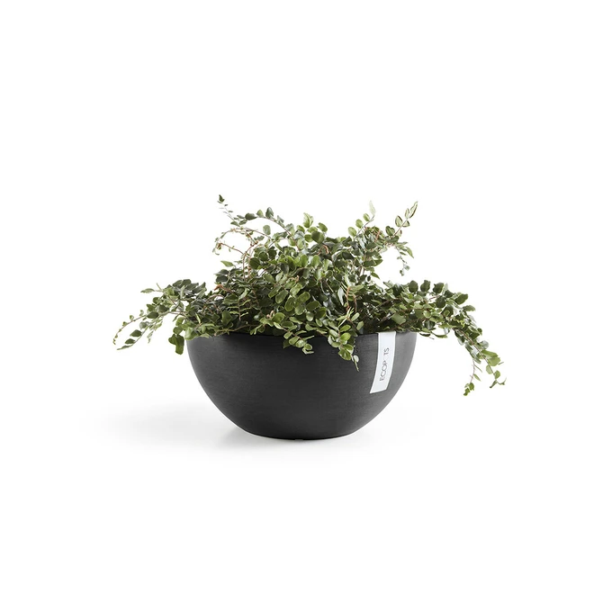 Schaal brussels d35h16 donkergrijs met plant, Ecopots, tuincentrumoutlet.com