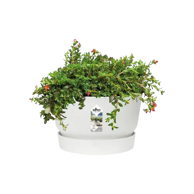 greenville bowl 33cm wit potplant, Elho, tuincentrumoutlet