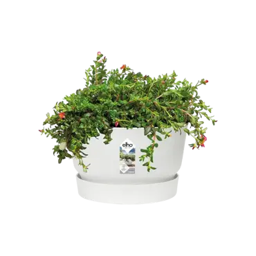 greenville bowl 33cm wit potplant, Elho, tuincentrumoutlet