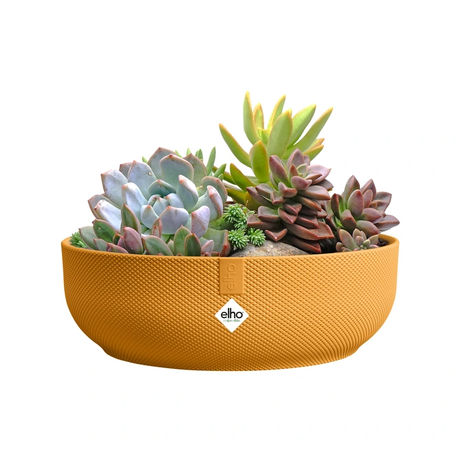 Schaal jazz d28cm amber geel met planten, Elho, tuincentrumoutlet.com