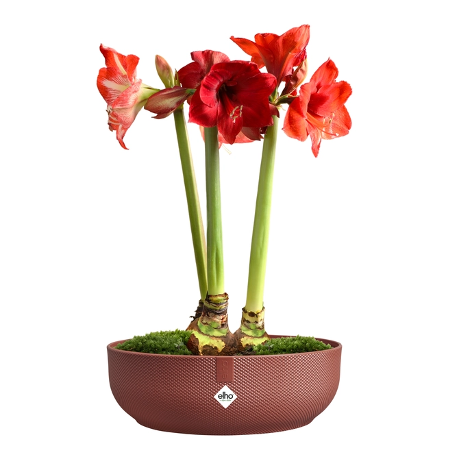 Schaal jazz d28cm toscaans rood met bloemen, Elho, tuincentrumoutlet.com