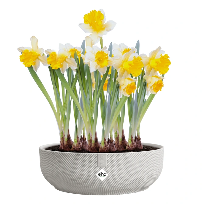 Schaal jazz d28cm zijdewit met bloemen, Elho, tuincentrumoutlet.com