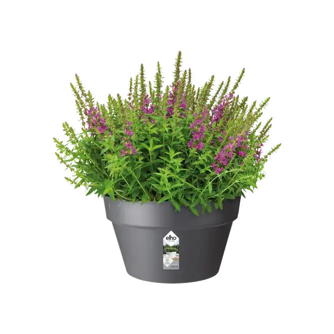 loft urban schaal 35cm antraciet potplant, Elho, tuincentrumoutlet
