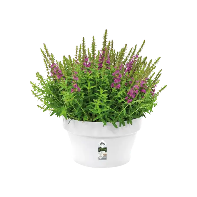 loft urban schaal 35cm wit potplant, Elho, tuincentrumoutlet