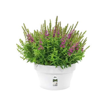 loft urban schaal 35cm wit potplant, Elho, tuincentrumoutlet