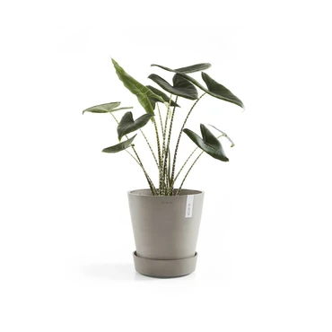 Schaal wheels d29cm taupe met plant, Ecopots, tuincentrumoutlet.com