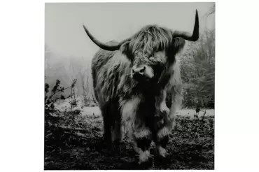 Schilderij hooglander Wild life L - zwart/wit - afbeelding 2