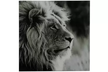 Schilderij leeuw Wild life L - zwart/wit - afbeelding 2