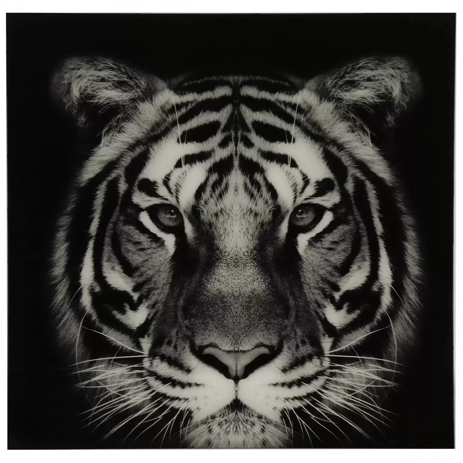 Aannemer Mier Bijwonen Schilderij tijger Wild life L - zwart/wit - Tuincentrum Outlet
