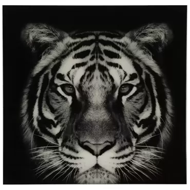 schilderij tijger vk parker L zwartwit