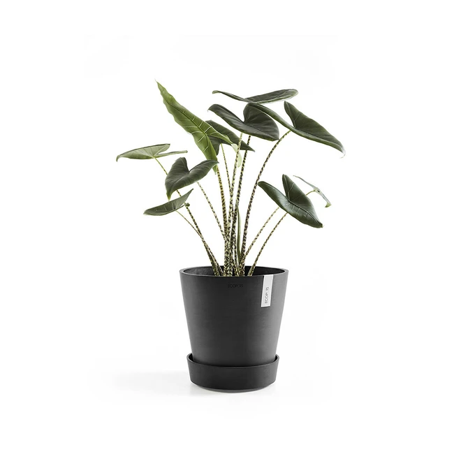 Schotel+wiel d40cm donkergrijs met plant, Ecopots, tuincentrumoutlet.com