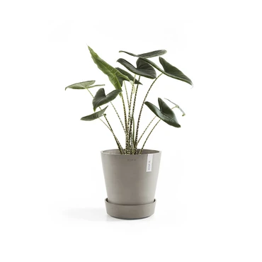Schotel+wiel d40cm taupe met plant, Ecopots, tuincentrumoutlet.com
