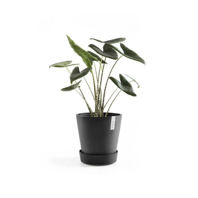 Schotel+wiel d50cm donkergrijs met plant, Ecopots, tuincentrumoutlet.com