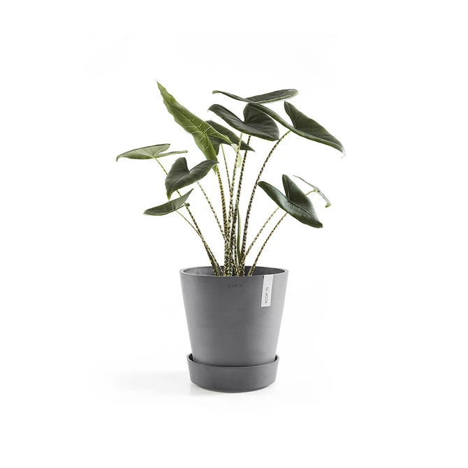 Schotel+wiel d50cm grijs met plant, Ecopots, tuincentrumoutlet.com